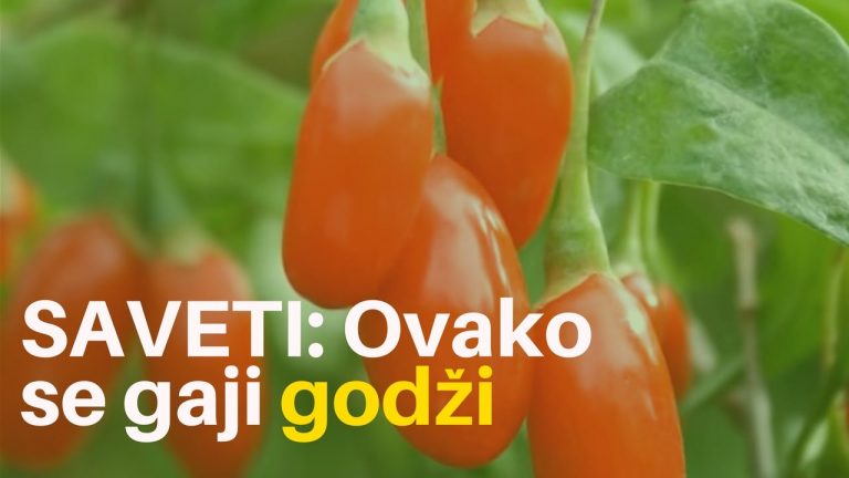 Znate li šta je godži? – 381 vesti